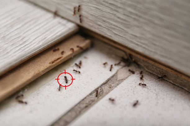 Best Commercial Pest Control Services  in Clarence, IA